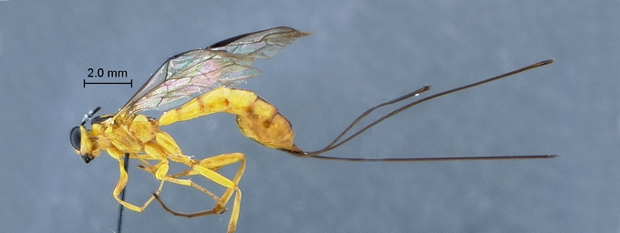 Epirhyssa_uelensis_habitus_profile