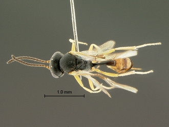 Aneuclis_larga_SAM-HYM-P0024920_habitus_dorsal