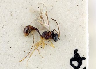 Diaparsis evanescens habitus