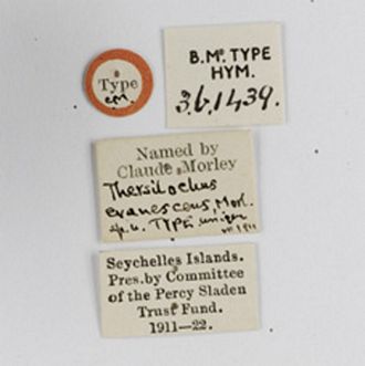 Diaparsis evanescens label