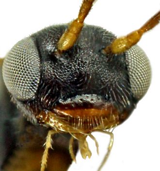 Diaparsis ramassamy_face