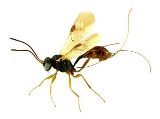 Diaparsis ramassamy habitus