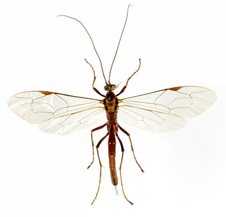 Netelia melanopus habitus dorsal