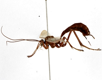 Netelia melanopus habitus profile