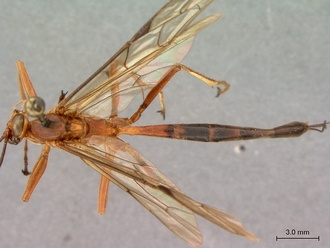 Netelia_planipes_HT_female_habitus_dorsal
