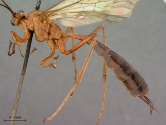 Netelia_planipes_HT_female_habitus_lateral