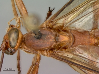 Netelia_planipes_HT_female_head_mesosoma_dorsal