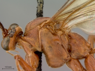 Netelia_planipes_HT_female_head_mesosoma_lateral