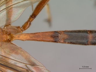 Netelia_planipes_HT_female_petiole_dorsal