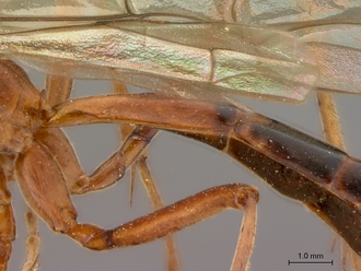 Netelia_planipes_HT_female_petiole_lateral