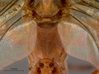 Netelia_planipes_HT_female_propodeum