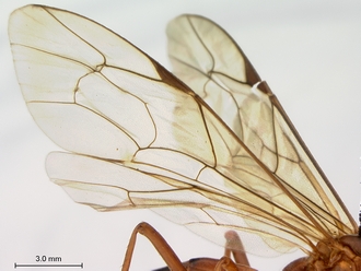 Netelia_planipes_HT_female_wings