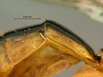 Phytodietus_sp_SAM-HYM-P000289_1&2_segments_metasoma_lateral