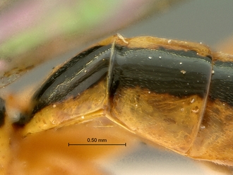 Phytodietus_sp_SAM-HYM-P000289_1&2_propodeum_semi_dorsal