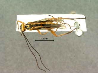 Phytodietus_sp_SAM-HYM-P000289_habitus_dorsal