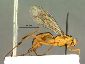 Phytodietus_sp_SAM-HYM-P000289_habitus_lateral