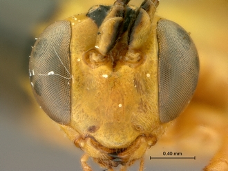 Phytodietus_sp_SAM-HYM-P000289_head_frontal