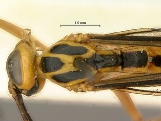 Phytodietus_sp_SAM-HYM-P000289_head_mesosoma_dorsal