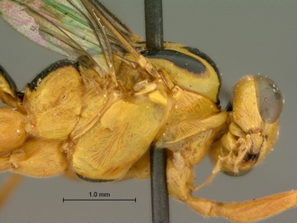 Phytodietus_sp_SAM-HYM-P000289_head_mesosoma_lateral
