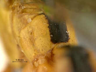 Phytodietus_sp_SAM-HYM-P000289_propodeum_semi_dorsal