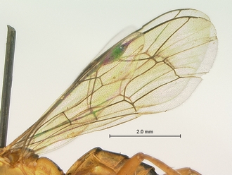 Phytodietus_sp_SAM-HYM-P000289_wing