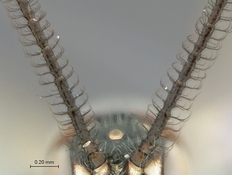 Xorides species WaspWeb