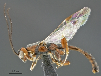 Xorides species WaspWeb