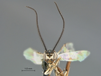 Xorides species WaspWeb