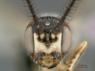 Xorides species WaspWeb