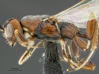 Xorides species WaspWeb