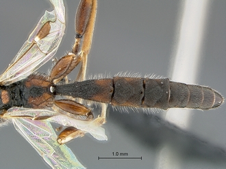Xorides species WaspWeb