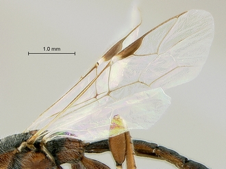 Xorides species WaspWeb