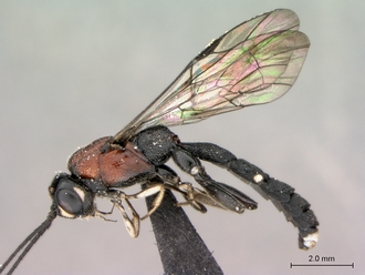 Xorides_sp_habitus_lateral