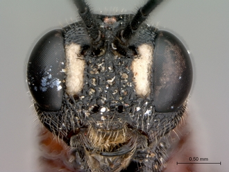 Xorides_sp_head_frontal
