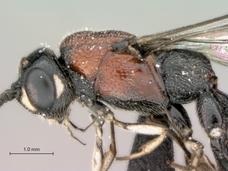 Xorides_sp_head_mesosoma_lateral