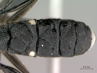Xorides_sp_metasoma_dorsal
