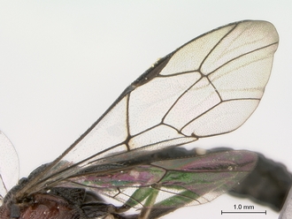Xorides_sp_wings