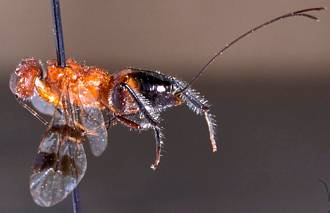 Dinapsis_species