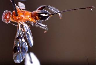 Dinapsis_species