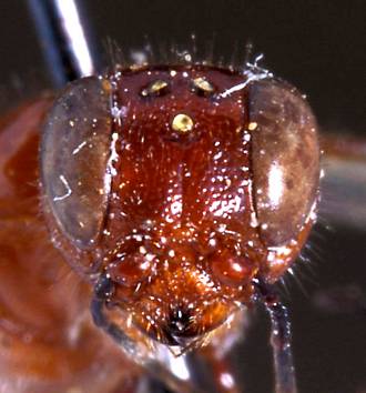 Dinapsis_species