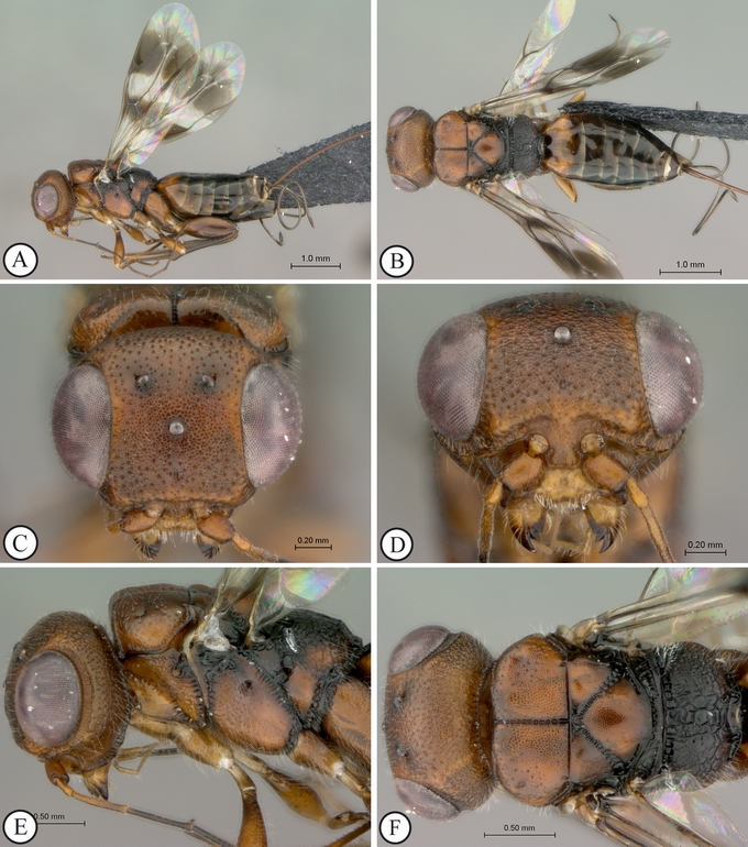 Fig 2 Megalyridia capenis female pale form