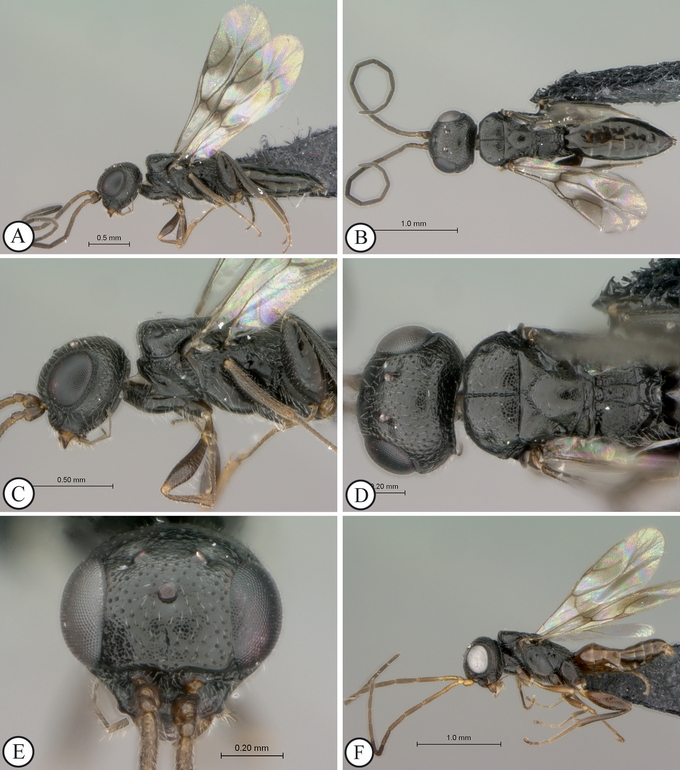 Fig 3 Megalyridia capenis male