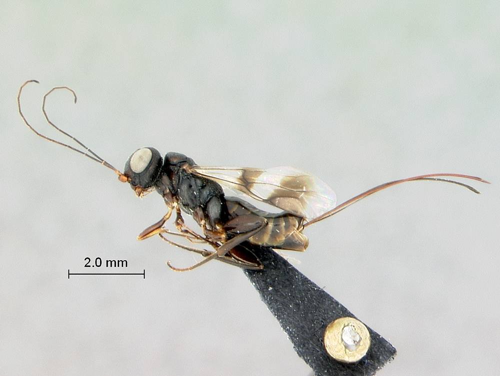 Megalyroidea