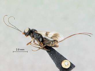 Megalyridia_capensis