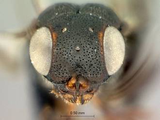 Megalyridea_capensis