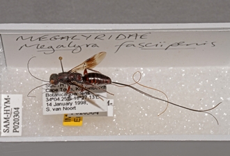 Megalyra_fasciipennis_SAM-HYM-P020304_female_habitus_in_situ