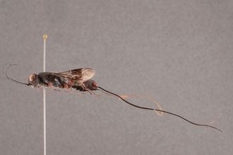 Megalyra_fasciipennis_SAM-HYM-P020304_female_habitus_lateral