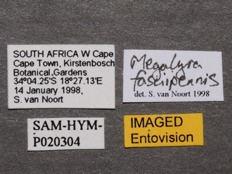 Megalyra_fasciipennis_SAM-HYM-P020304_female_labels