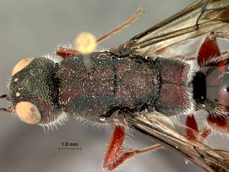 Megalyra_fasciipennis