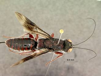 Megalyra_fasciipennis